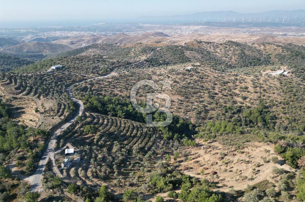 Seferihisar Merkeze 3 km Uzaklıkta Zeytinlik