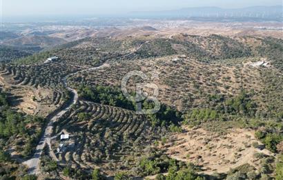 Seferihisar Merkeze 3 km Uzaklıkta Zeytinlik