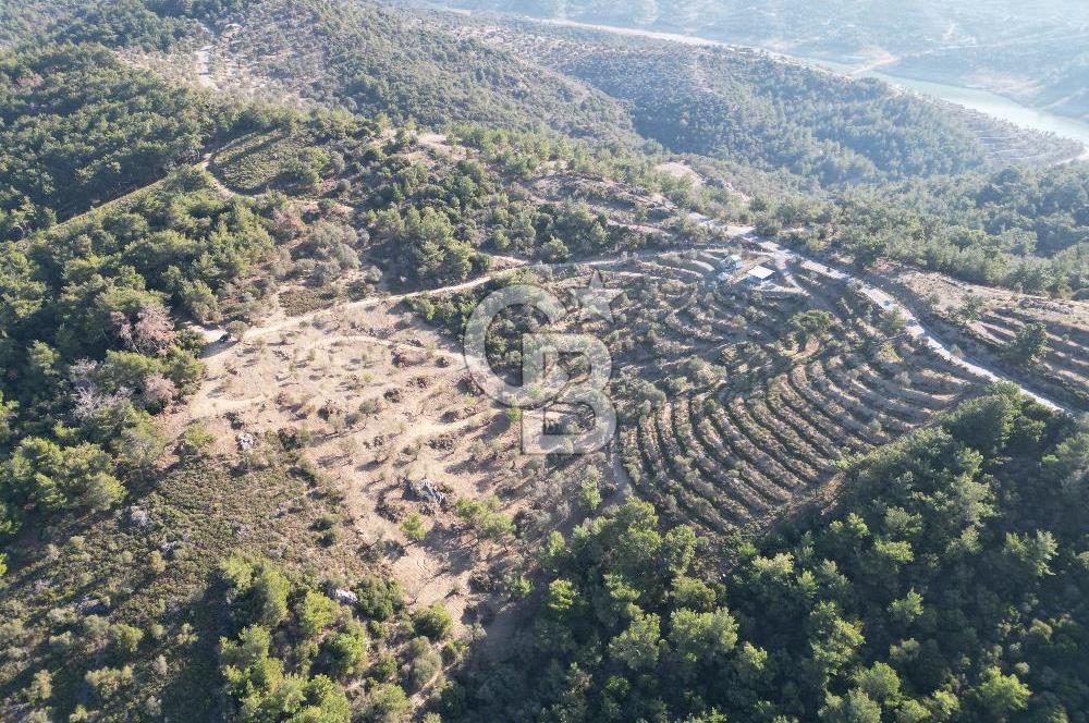 Seferihisar Merkeze 3 km Uzaklıkta Zeytinlik
