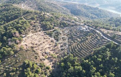 Seferihisar Merkeze 3 km Uzaklıkta Zeytinlik
