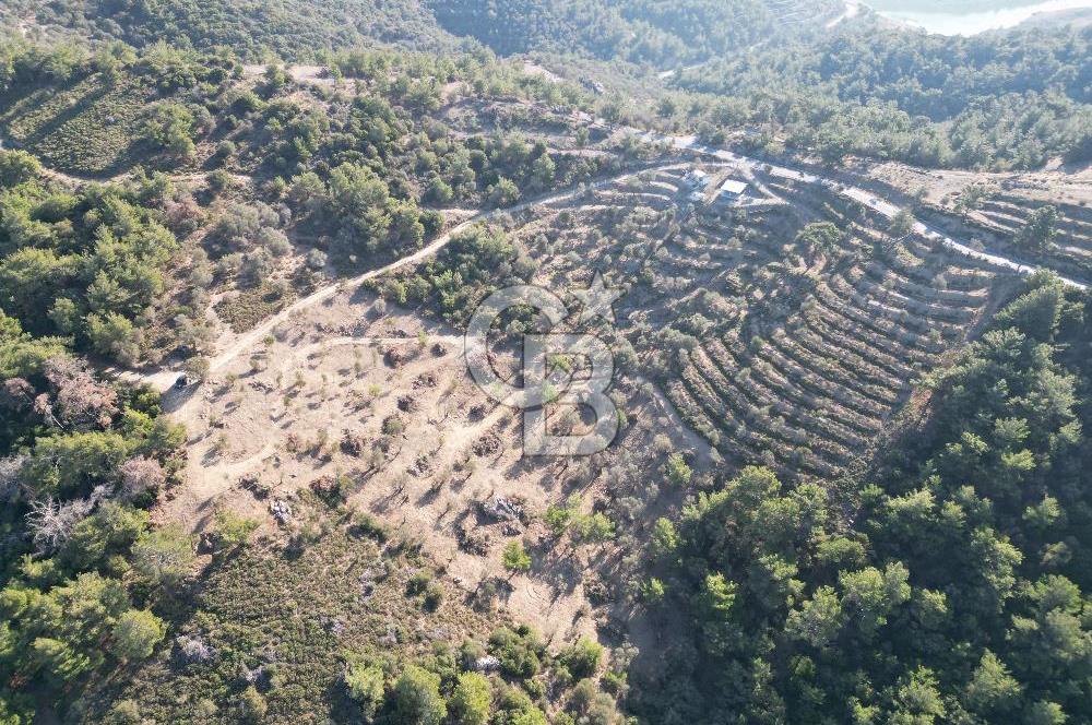 Seferihisar Merkeze 3 km Uzaklıkta Zeytinlik