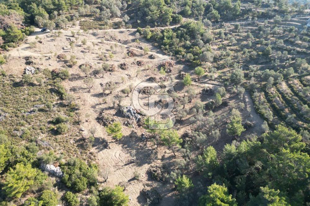 Seferihisar Merkeze 3 km Uzaklıkta Zeytinlik