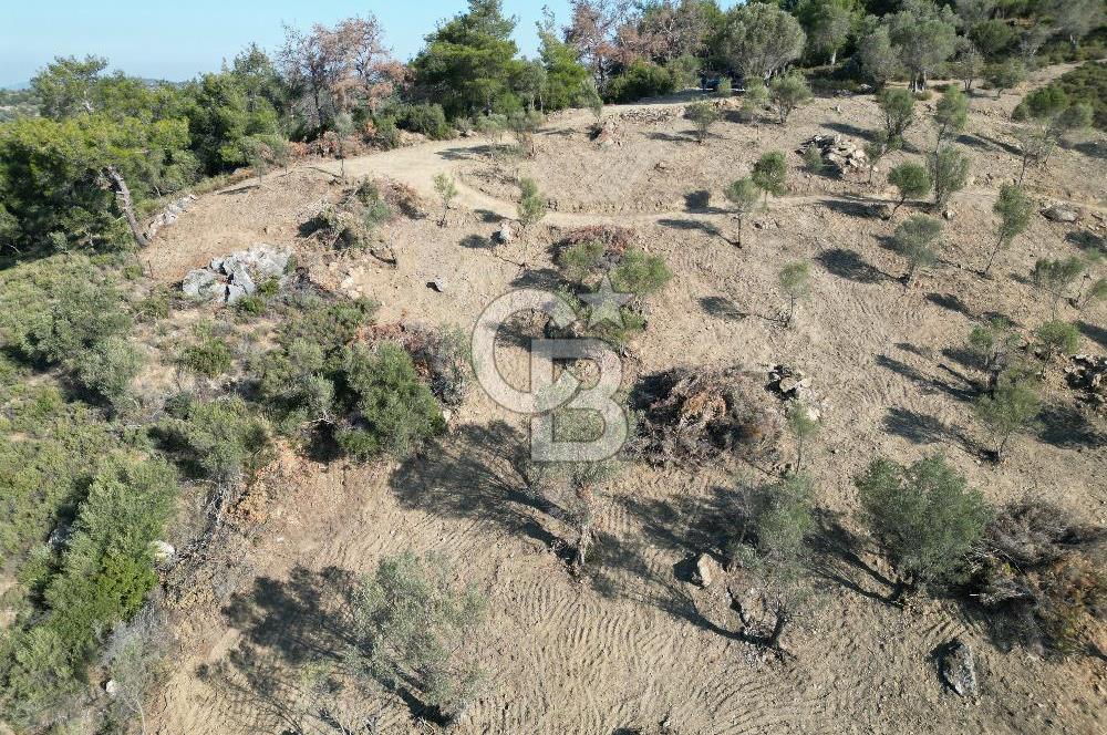 Seferihisar Merkeze 3 km Uzaklıkta Zeytinlik