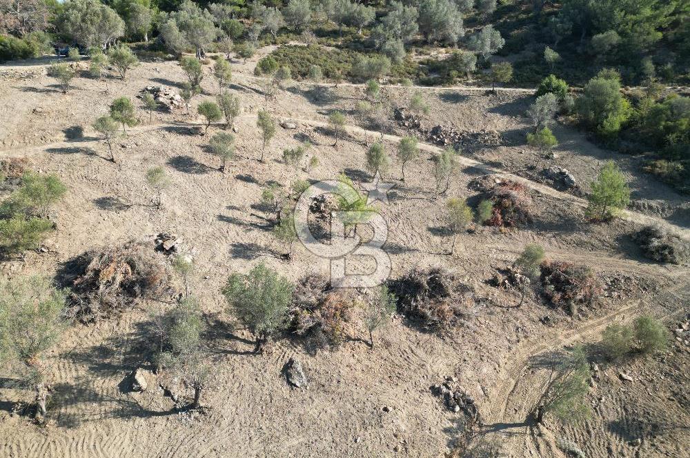 Seferihisar Merkeze 3 km Uzaklıkta Zeytinlik