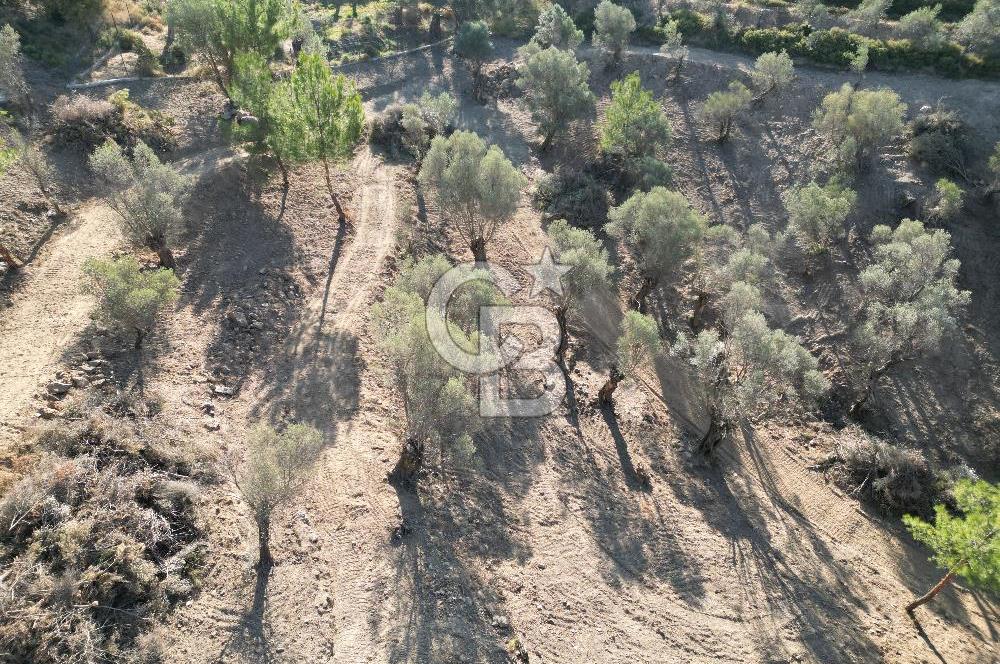 Seferihisar Merkeze 3 km Uzaklıkta Zeytinlik