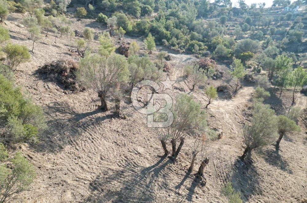 Seferihisar Merkeze 3 km Uzaklıkta Zeytinlik