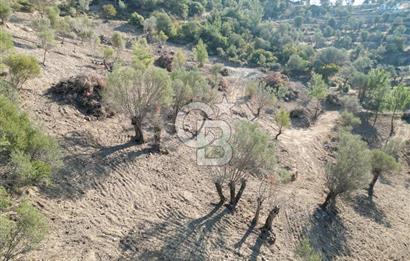 Seferihisar Merkeze 3 km Uzaklıkta Zeytinlik