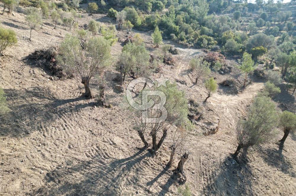 Seferihisar Merkeze 3 km Uzaklıkta Zeytinlik