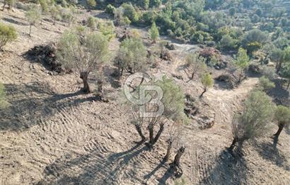 Seferihisar Merkeze 3 km Uzaklıkta Zeytinlik
