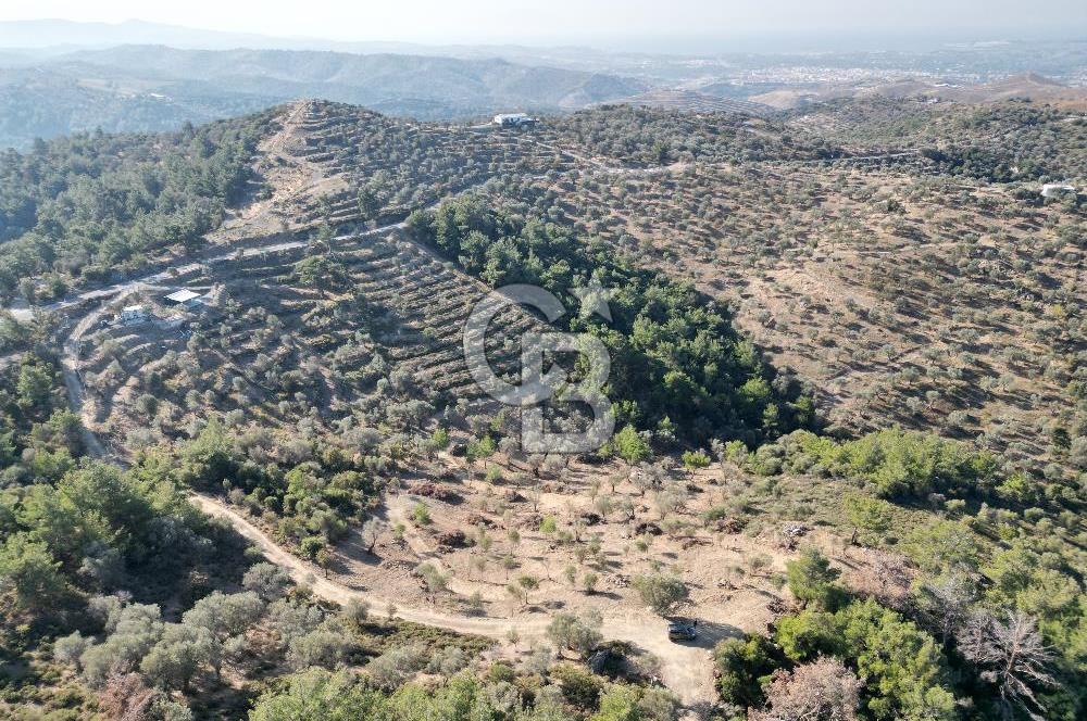 Seferihisar Merkeze 3 km Uzaklıkta Zeytinlik