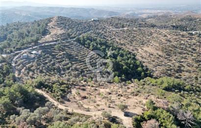 Seferihisar Merkeze 3 km Uzaklıkta Zeytinlik