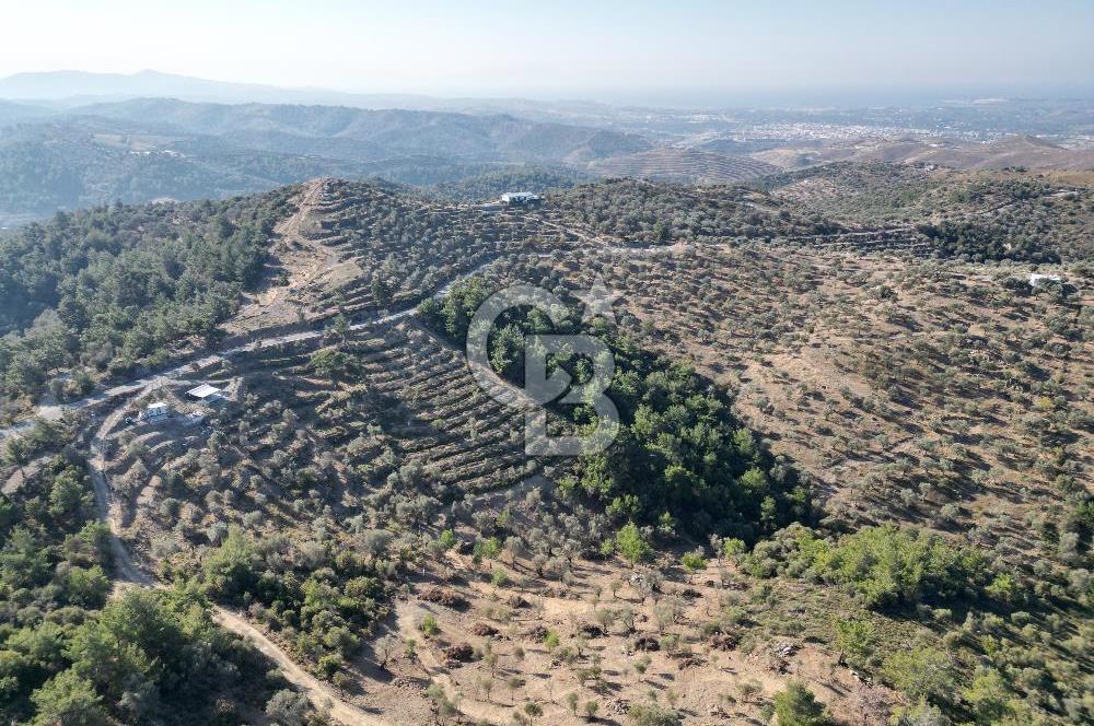 Seferihisar Merkeze 3 km Uzaklıkta Zeytinlik