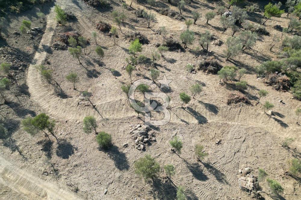 Seferihisar Merkeze 3 km Uzaklıkta Zeytinlik