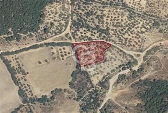 BERGAMA KURFALLI'DA YATIRIMA UYGUN SATILIK ZEYTİNLİK