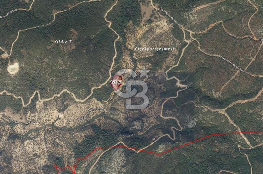 BERGAMA TEKKEDERE'DE YATIRIMLIK SATILIK ZEYTİNLİK