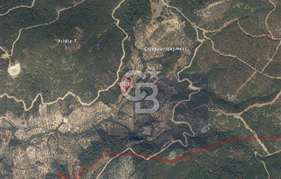 BERGAMA TEKKEDERE'DE YATIRIMLIK SATILIK ZEYTİNLİK