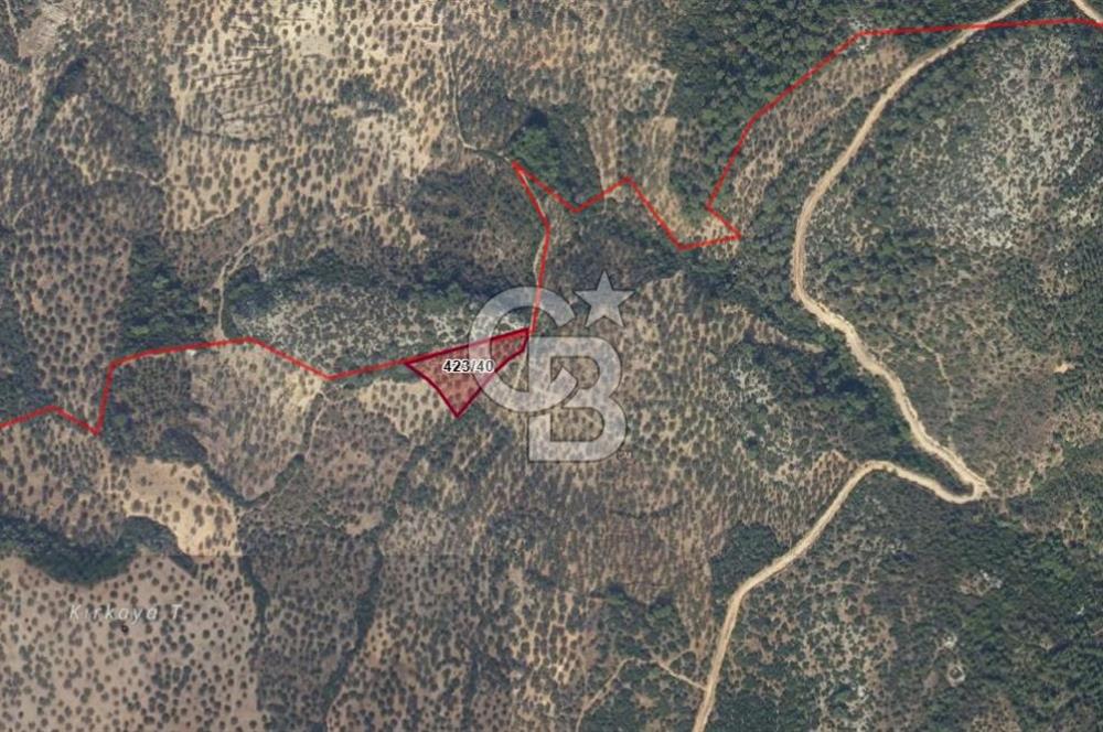 EGE'DE ZEYTİNDAĞ BU FİYATA SATILIK FIRSAT YATIRIMLIK ZEYTİNLİK