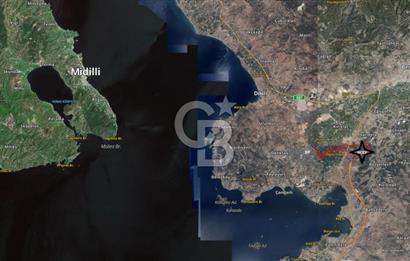 BERGAMA TEKKEDERE'DE YATIRIMLIK SATILIK ZEYTİNLİK