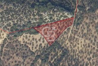 EGE'DE ZEYTİNDAĞ BU FİYATA SATILIK FIRSAT YATIRIMLIK ZEYTİNLİK