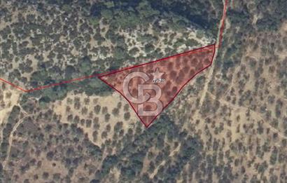 EGE'DE ZEYTİNDAĞ BU FİYATA SATILIK FIRSAT YATIRIMLIK ZEYTİNLİK