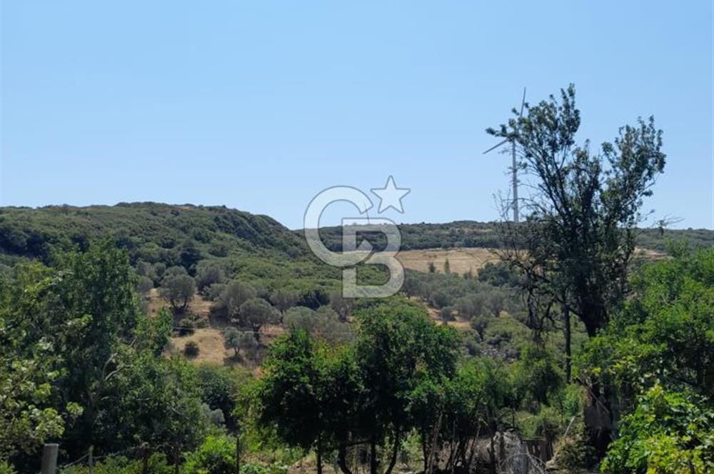 Karaburun Salmanda Doğayla İç İçe 6032 m² Müstakil Tarla
