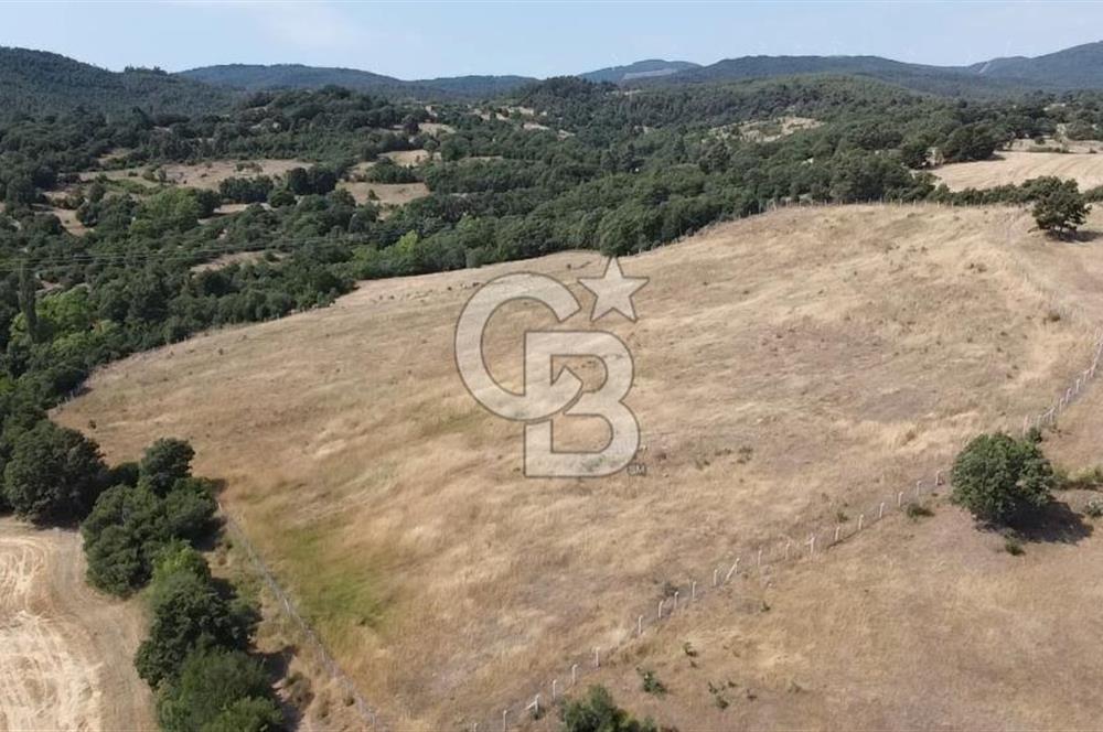 ÇANAKKALE LAPSEKİ HACIGELEN YATIRIMLIK 23.000 M2 TARLA BADEMLİK