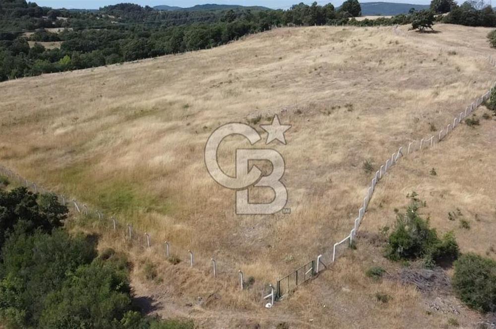 ÇANAKKALE LAPSEKİ HACIGELEN YATIRIMLIK 23.000 M2 TARLA BADEMLİK