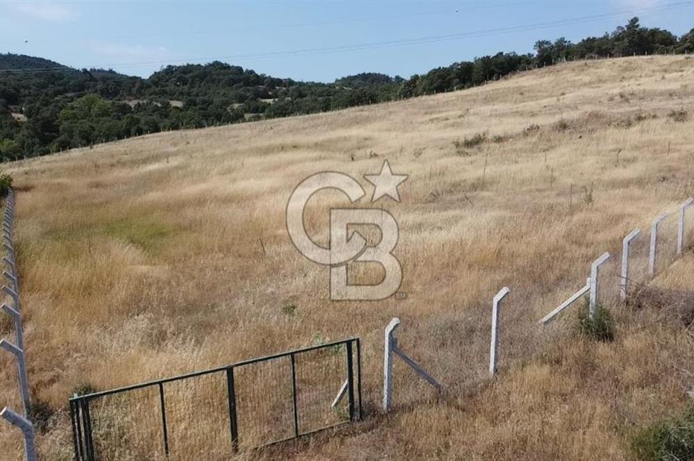 ÇANAKKALE LAPSEKİ HACIGELEN YATIRIMLIK 23.000 M2 TARLA BADEMLİK