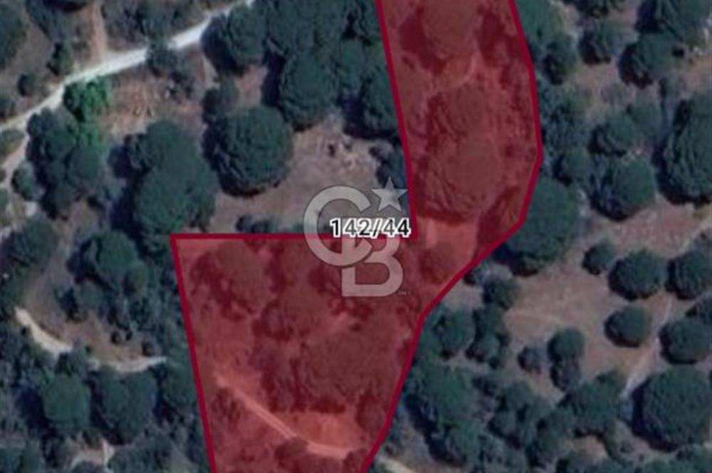 AYVALIK BAĞYÜZÜ ÇAM FISTIKLIK ARAZİ ACİL SATILIK