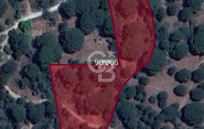 AYVALIK BAĞYÜZÜ ÇAM FISTIKLIK ARAZİ ACİL SATILIK