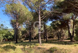 AYVALIK BAĞYÜZÜ ÇAM FISTIKLIK ARAZİ ACİL SATILIK