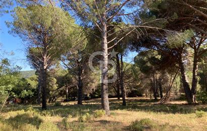 AYVALIK BAĞYÜZÜ ÇAM FISTIKLIK ARAZİ ACİL SATILIK