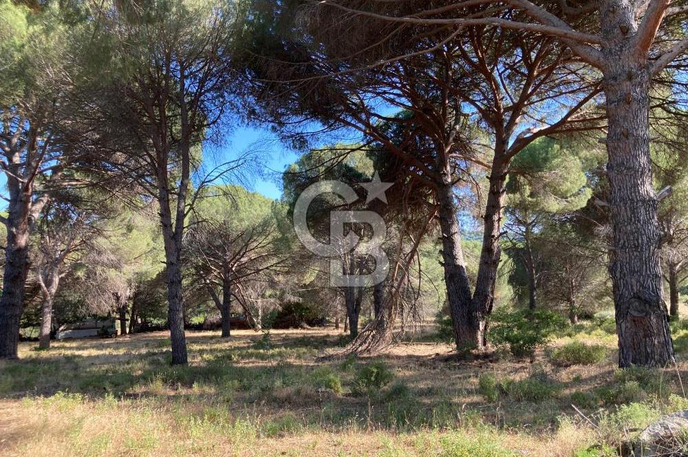 AYVALIK BAĞYÜZÜ ÇAM FISTIKLIK ARAZİ ACİL SATILIK