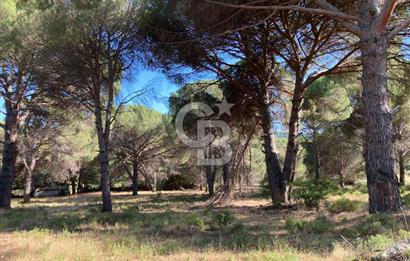 AYVALIK BAĞYÜZÜ ÇAM FISTIKLIK ARAZİ ACİL SATILIK