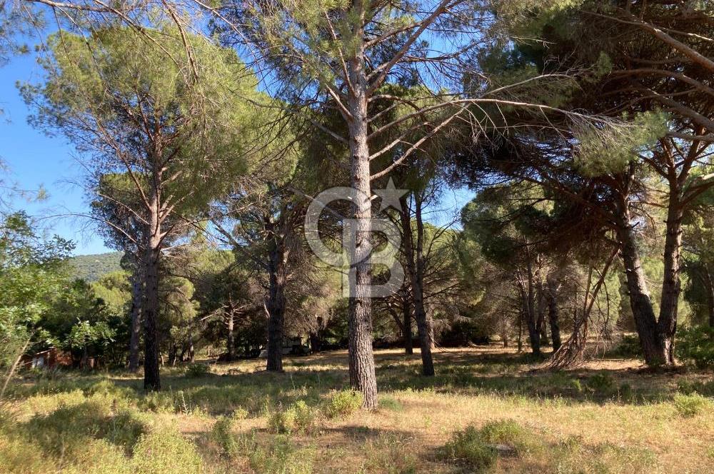 AYVALIK FISTIKLIK ARAZİ DEĞERLİ LOKASYON