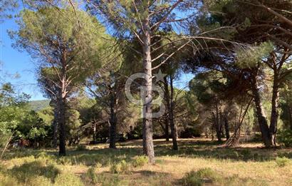AYVALIK FISTIKLIK ARAZİ DEĞERLİ LOKASYON