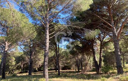 İZMİR BERGAMA ÇAM FISTIKLIK ARAZİ MİRAS PAYLAŞIMI ACİL