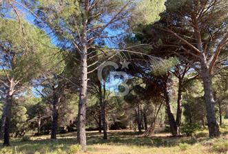 AYVALIK FISTIKLIK ARAZİ DEĞERLİ LOKASYON