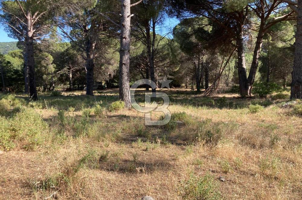 AYVALIK FISTIKLIK ARAZİ DEĞERLİ LOKASYON