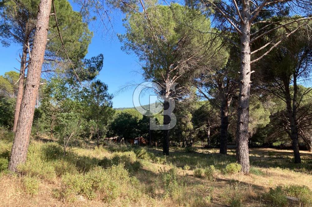 AYVALIK FISTIKLIK ARAZİ DEĞERLİ LOKASYON
