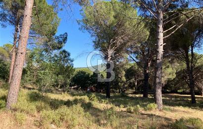 AYVALIK FISTIKLIK ARAZİ DEĞERLİ LOKASYON