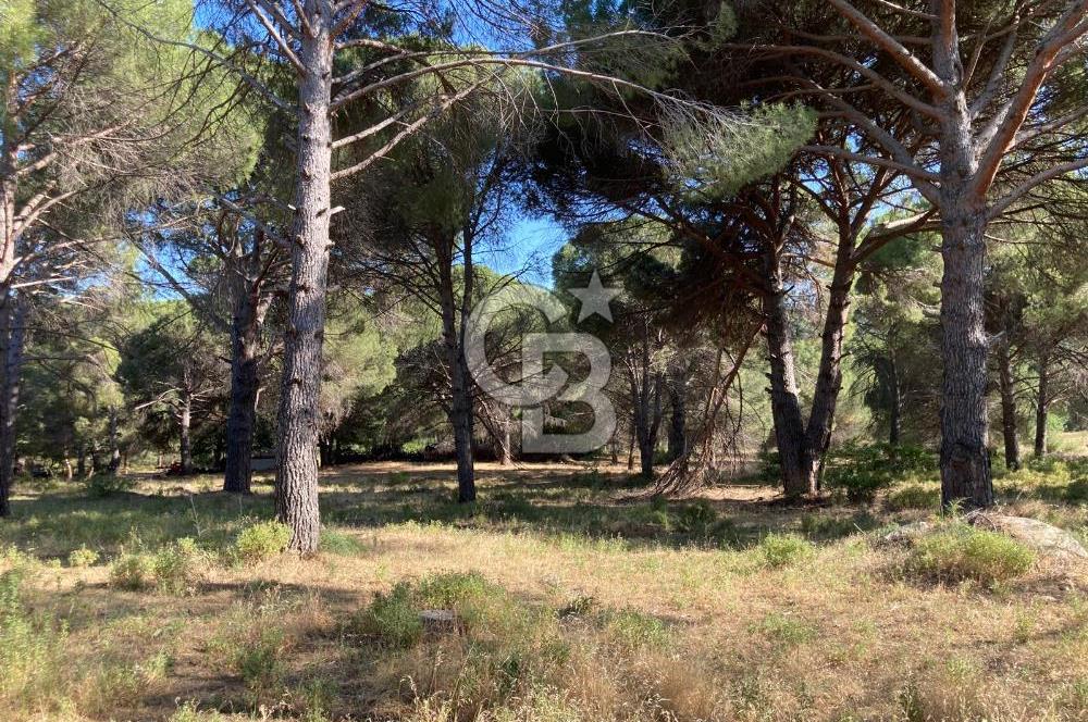 AYVALIK FISTIKLIK ARAZİ MİRAS PAYLAŞIMI ACİL SATILIK