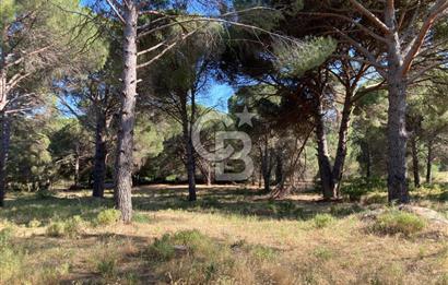 AYVALIK FISTIKLIK ARAZİ MİRAS PAYLAŞIMI ACİL SATILIK