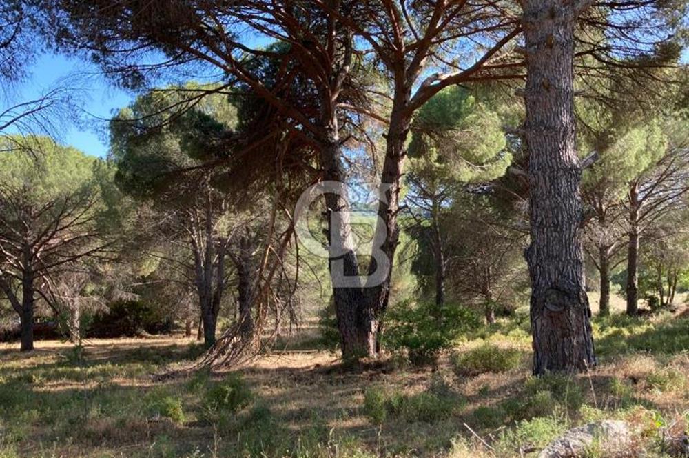 AYVALIK FISTIKLIK ARAZİ DEĞERLİ LOKASYON