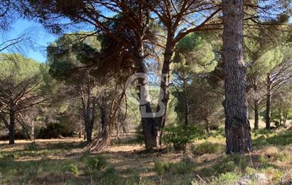 AYVALIK FISTIKLIK ARAZİ DEĞERLİ LOKASYON