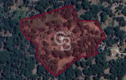 İZMİR BERGAMA ÇAM FISTIKLIK ARAZİ MİRAS PAYLAŞIMI ACİL