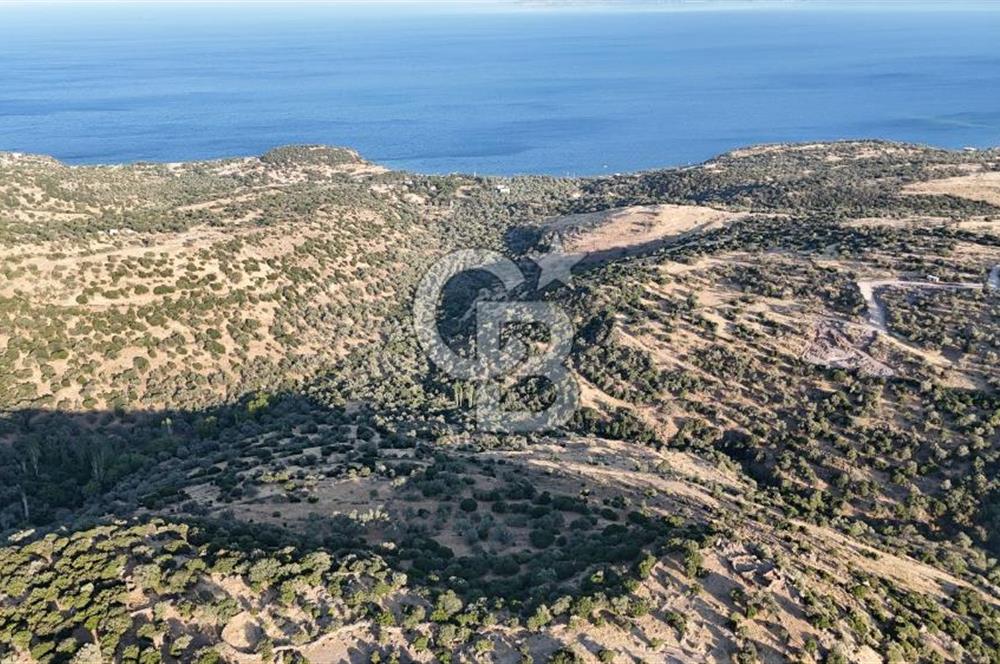 ASSOS'UN İNCİSİ BEKTAŞTA 3 TAPU TEK FİYAT AÇIKLAMAYI OKUYUNUZ !!