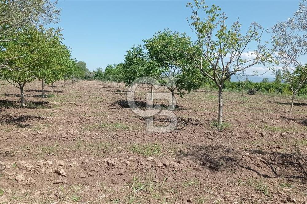 NAZİLLİ SOĞUKKUYU’DA SATILIK 3.550 m² VERİMLİ TARLA