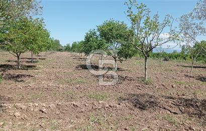 NAZİLLİ SOĞUKKUYU’DA SATILIK 3.550 m² VERİMLİ TARLA