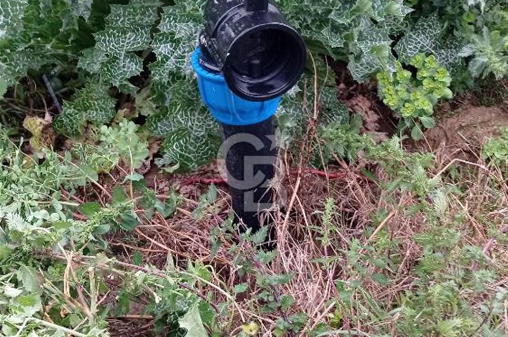 NAZİLLİ SOĞUKKUYU’DA SATILIK 3.550 m² VERİMLİ TARLA